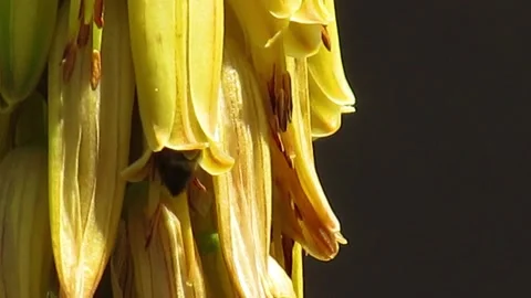 Bee in flower 2 of 2 Video stock 152741813