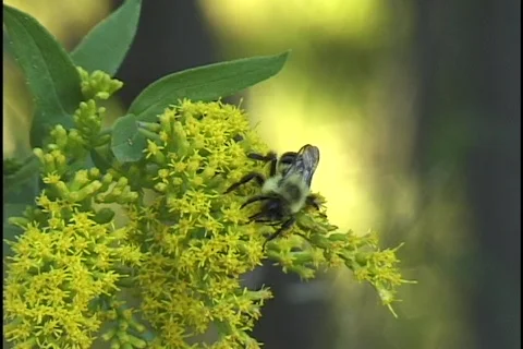 Bee on Flower 2 Stock Footage 296817