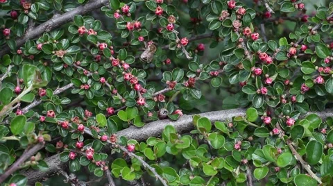 Bee on a flower 2 Vidéo 51111431