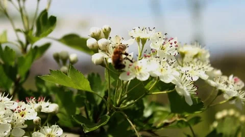 Bee on Flower 2 Stock Footage 54081651