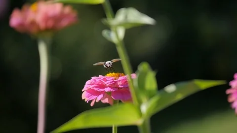 Bee On Flower-2 Stock Footage 89878456