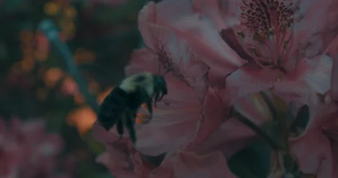 The Bee On The Flower 2 Stock Footage 155648761