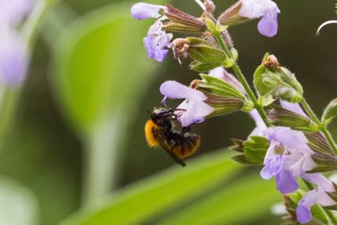Bee on flower 2 Stock Photos