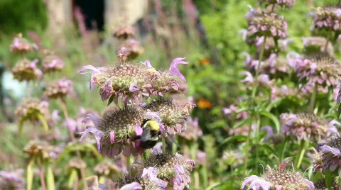 Bee in a flower 2b  動画素材 816898