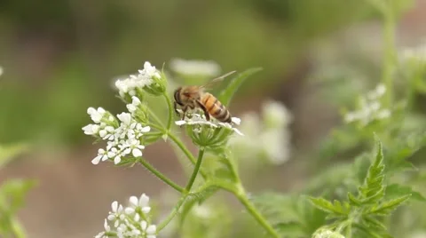 Bee on Flower 3 Stock Footage 54405402