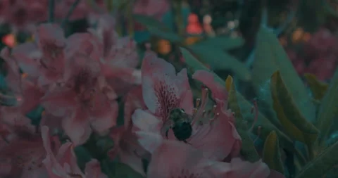 The Bee On The Flower 3 Stock Footage 155648792