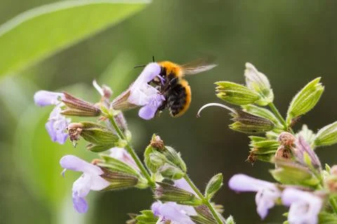 Bee on flower 3 Stock Photos