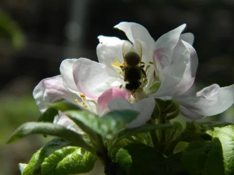 Bee on a flower 3 Stock Photos
