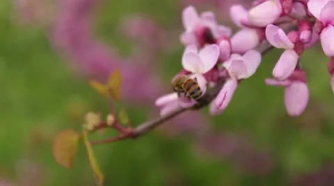 Bee on Flower 4 Stock Footage 54405536