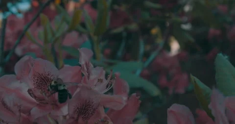 The Bee On The Flower 4 Stock Footage 155648817