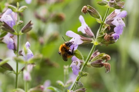 Bee on flower 4 Foto stock