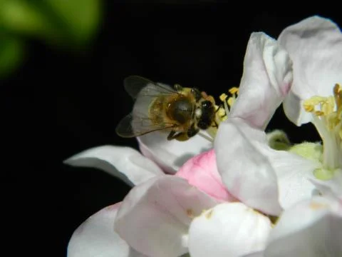 Bee on a flower 4 Stock Photos