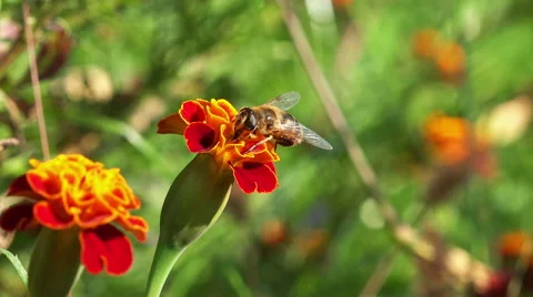 Bee on a flower 4K Stock Footage 42754902