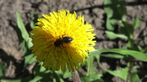 Bee on a flower 4K Stock Footage 68166917