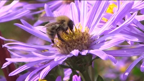 A Bee on the flower 4K Stock Footage 161043763