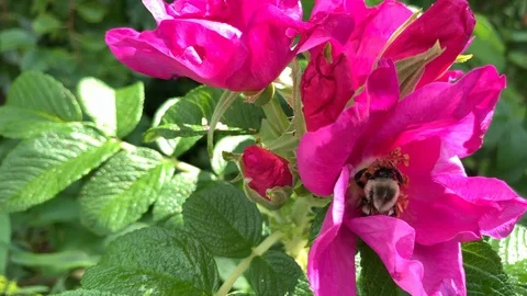 Bee in a flower - 4K Rhode Island Stock Footage 115919795