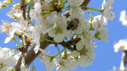 Bee on the flower, 4K UHD Stock Footage 88181224