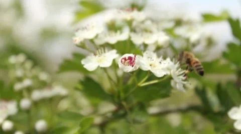 Bee on Flower 5 Stock Footage 54405553