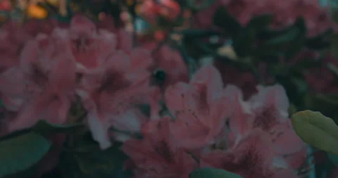 The Bee On The Flower 5 Stock Footage 155648818