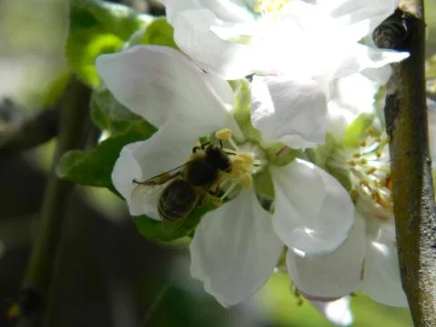 Bee on a flower 5 Stock Photos
