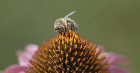 Bee on the flower 50fps Stock Footage 114310605