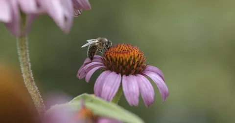 Bee on the flower 50fps Stock Footage 114310974