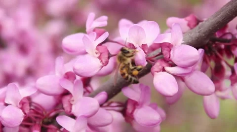 Bee on Flower 6 Stock Footage 54405555