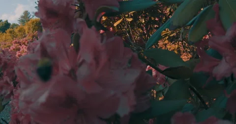 The Bee On The Flower 6 Stock Footage 155648821