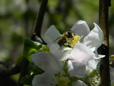 Bee on a flower 6 Stock Photos