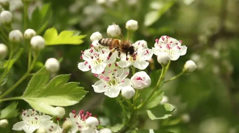 Bee on Flower 7 Stock Footage