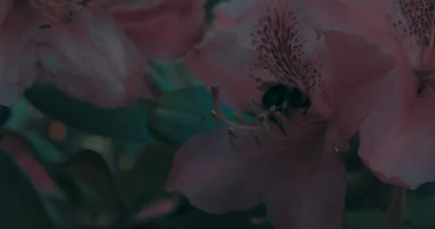 The Bee On The Flower 7 Stock Footage 155648834