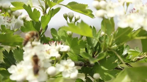 Bee on Flower 8 Stock Footage 54405602