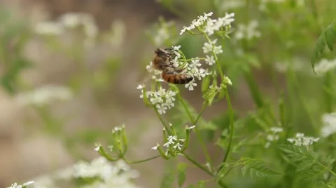 Bee on Flower 9 Stock Footage 54405631