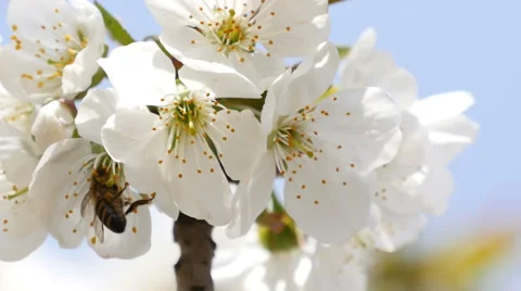 Bee on flower against the sky Stock Footage 49458053
