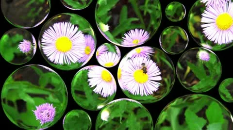 Bee on a flower. Alpha matte Video stock 12189262