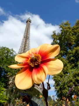 Bee on Flower and Eiffel Tower on Background Stock Photos