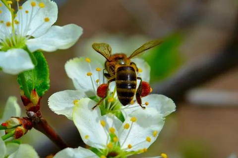 Bee on a flower apple Stock Photos