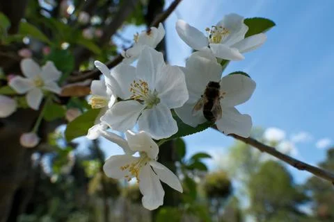Bee on a flower of an apple tree in spring against the blue sky. Stock Photos