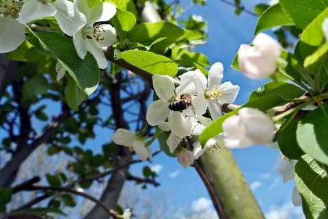 Bee on a flower of an apple tree in spring against the blue sky. Stock Photos