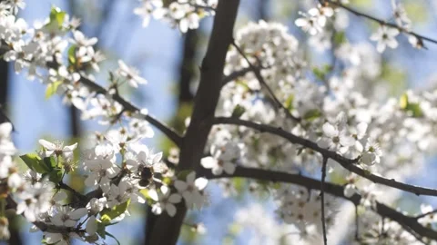 Bee on flower apricot blossoms Stock Footage 271651153