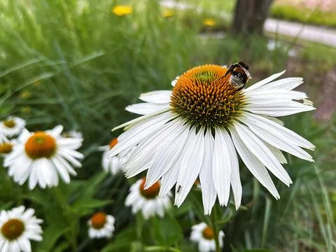 Bee on flower ball Stock Photos