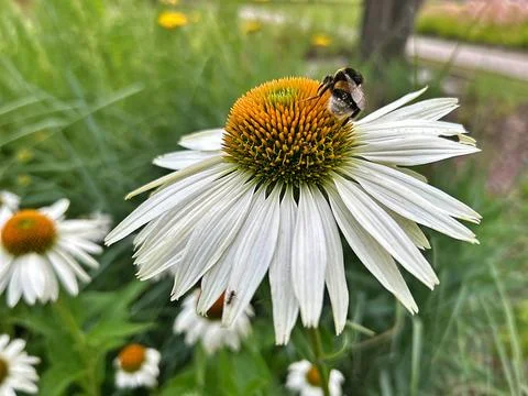 Bee on flower ball Stock Photos