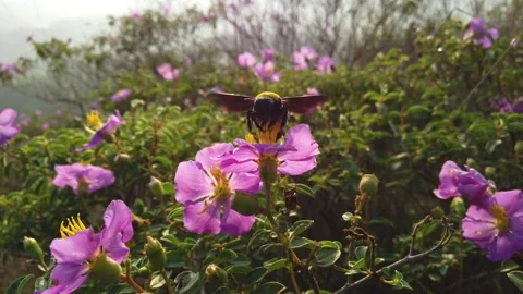 Bee on flower. Bee collecting nectar from flowers. Closeup video of bee. A .. Stock Footage 240227224