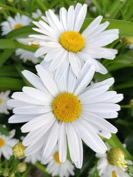 A bee is on a flower with a bee on it. Foto stock