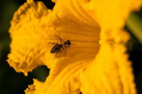 Bee on flower - Bee pollinating yellow pumpkin flower Stock Photos