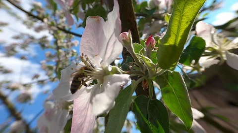 Bee in the Flower of a Blooming tree - Close up Stock Footage 129385207