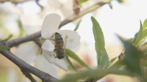 Bee on a flower blooming tree in the spring collecting pollen Stock Footage 125925868