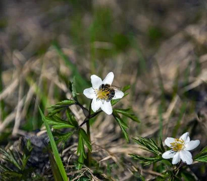 Bee on flower of blossoming anemone forest in April. Stock Photos