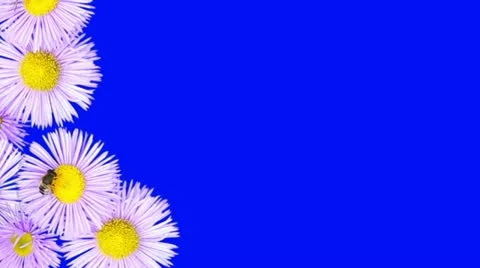 Bee on a flower. Blue screen Stock Footage 12044767