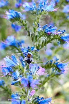 Bee on the flower of a blueweed Stock Photos